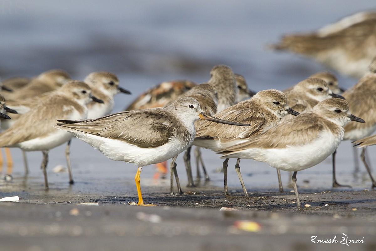 Terek Sandpiper - ML610547779