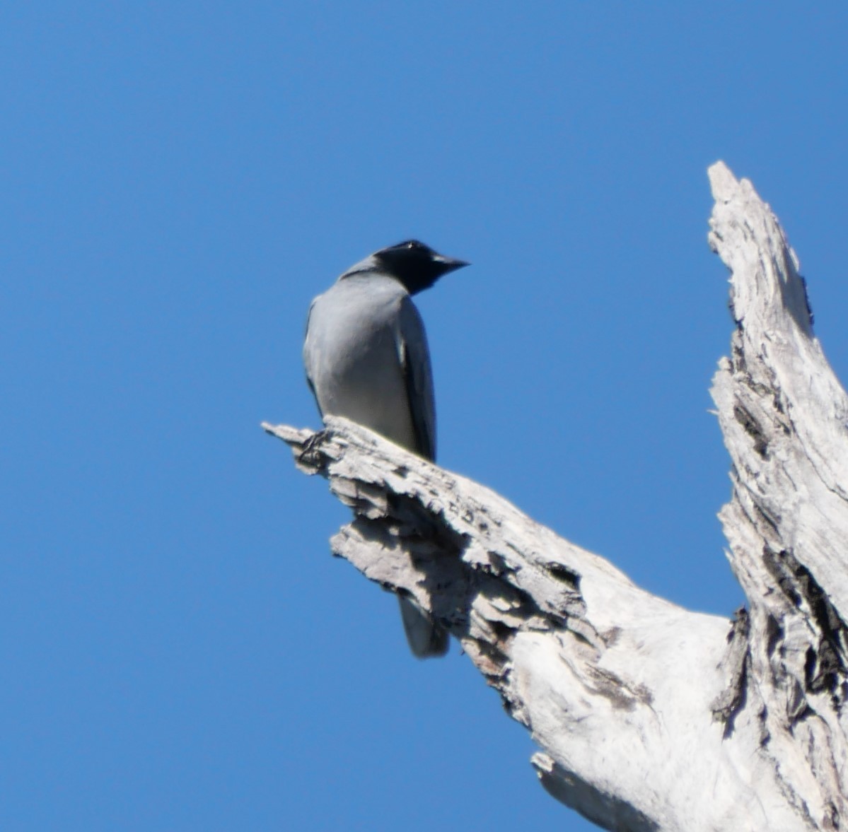 Black-faced Cuckooshrike - ML610547783