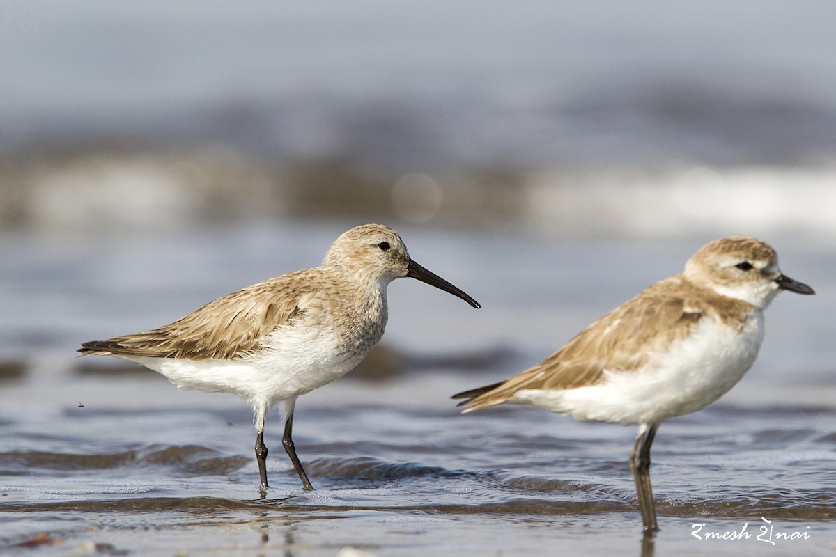 Curlew Sandpiper - Ramesh Shenai