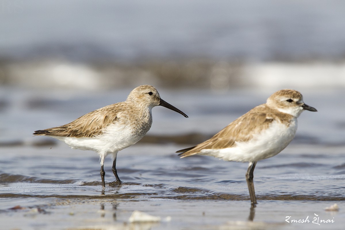 Curlew Sandpiper - Ramesh Shenai