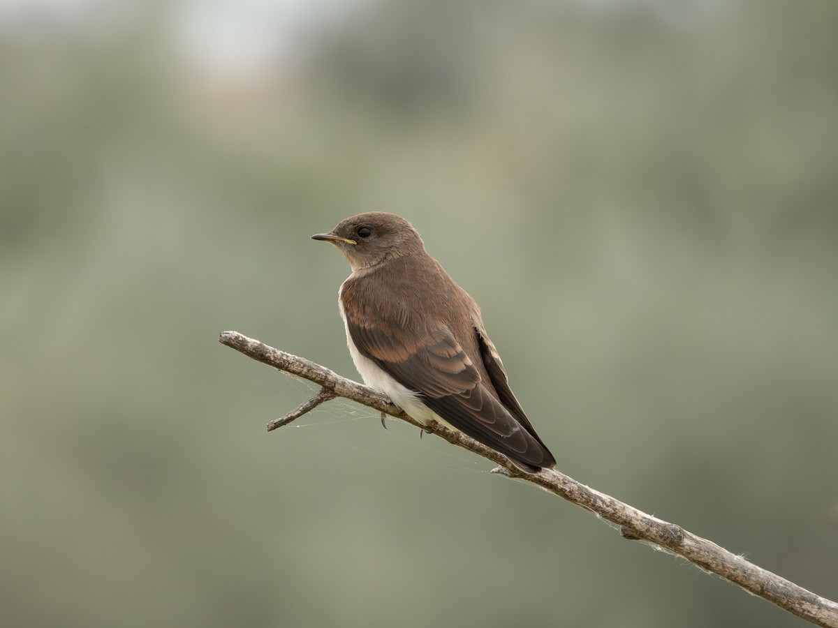 Hirondelle à ailes hérissées - ML610547805