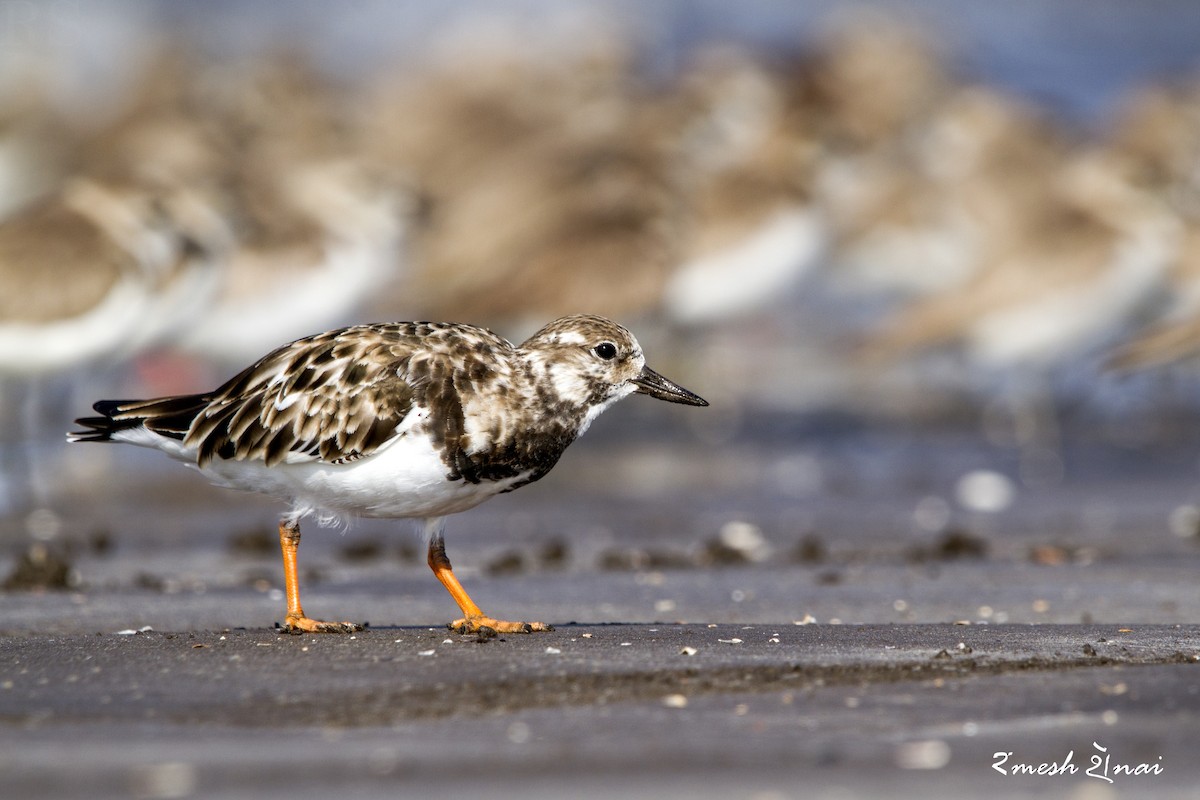 Ruddy Turnstone - ML610547811