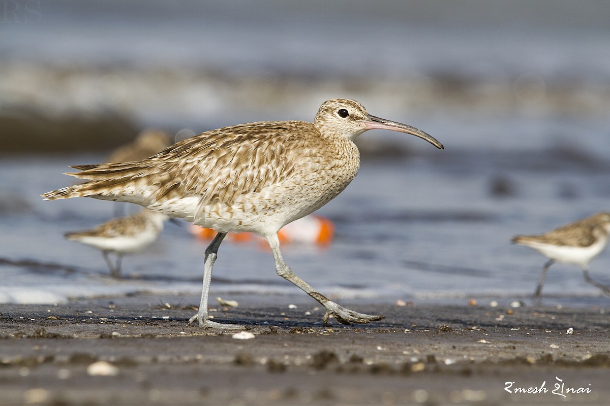 Whimbrel - ML610547829