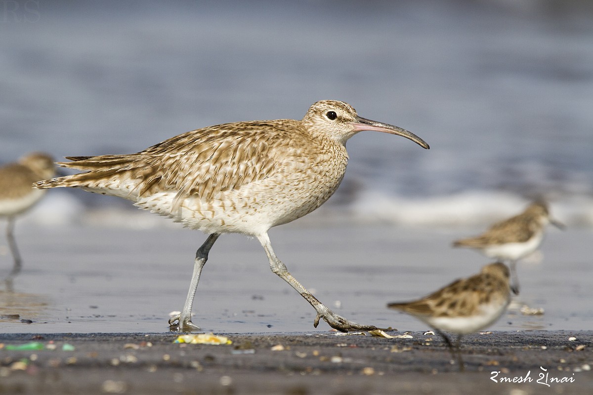 Whimbrel - ML610547831