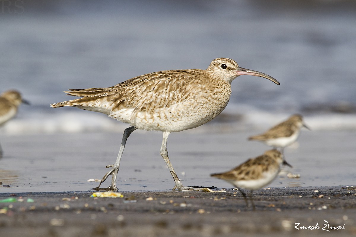 Whimbrel - ML610547832