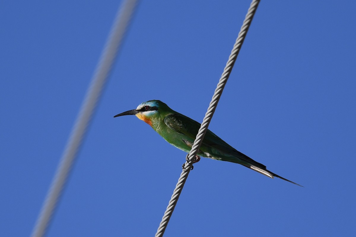Blue-cheeked Bee-eater - Bao ge