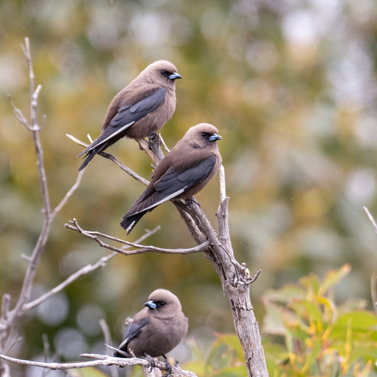 Dusky Woodswallow - ML610547851