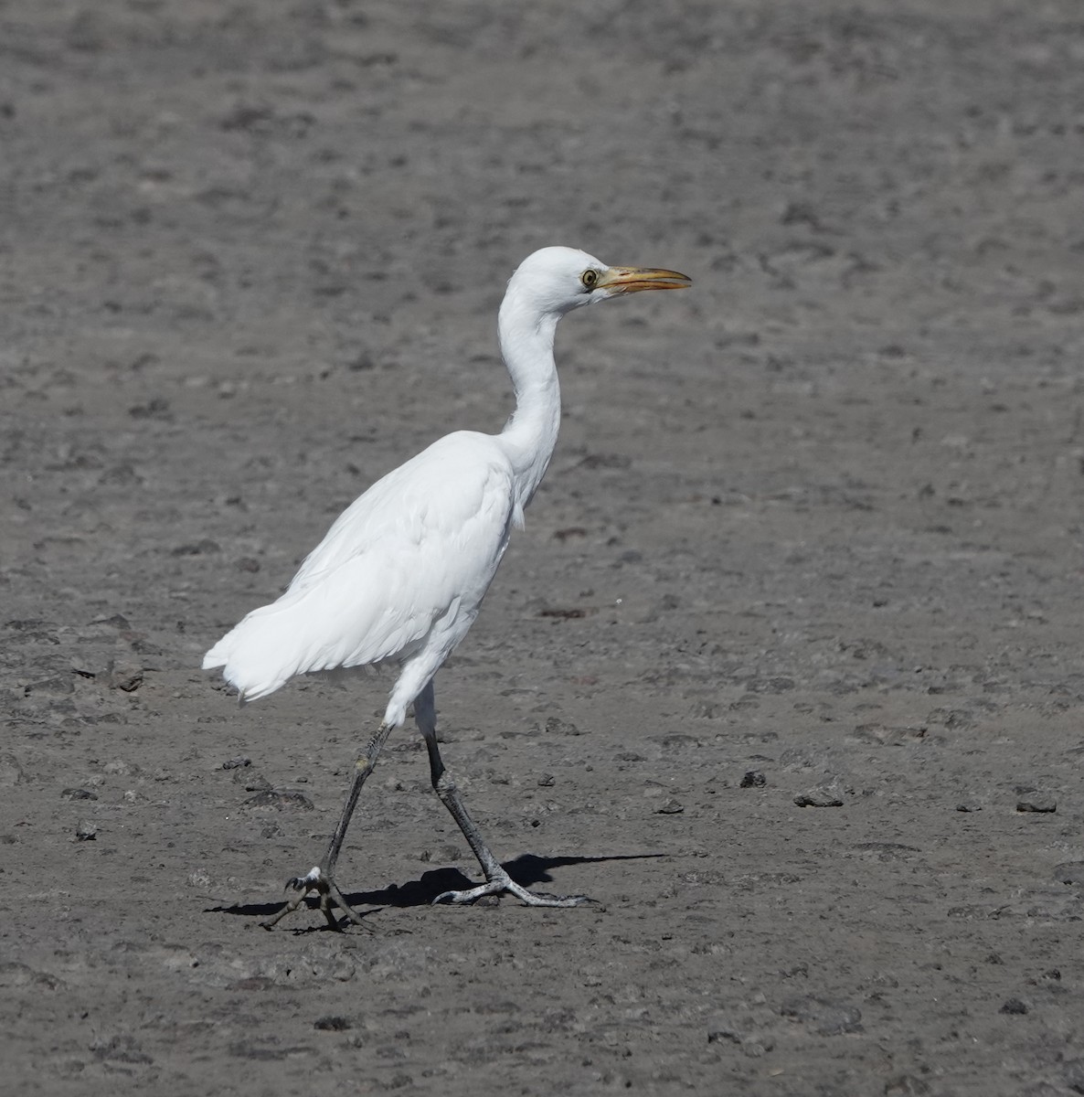 Western Cattle-Egret - dave koehler