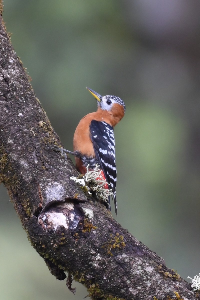 Rufous-bellied Woodpecker - Bao ge