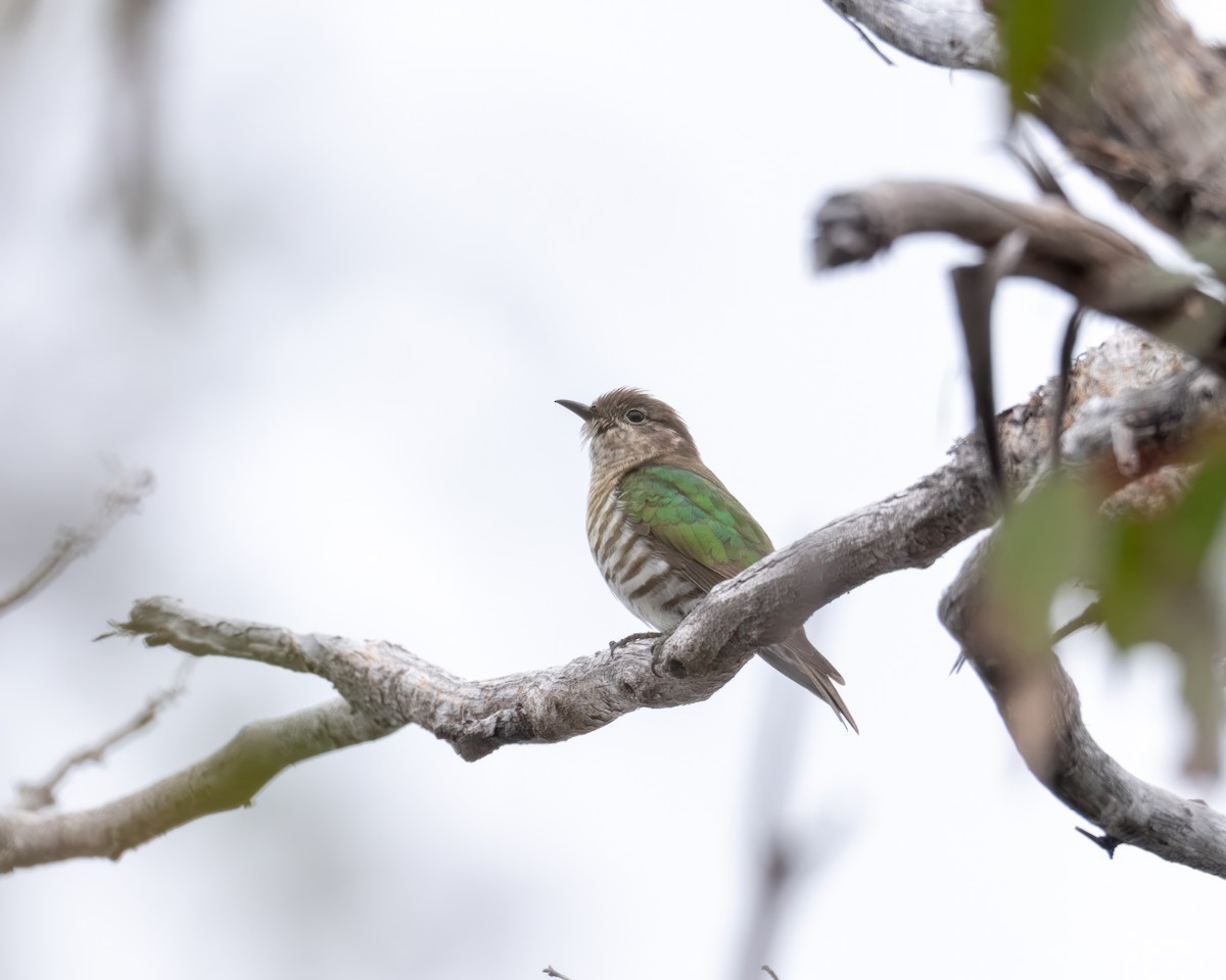 Shining Bronze-Cuckoo - ML610548015