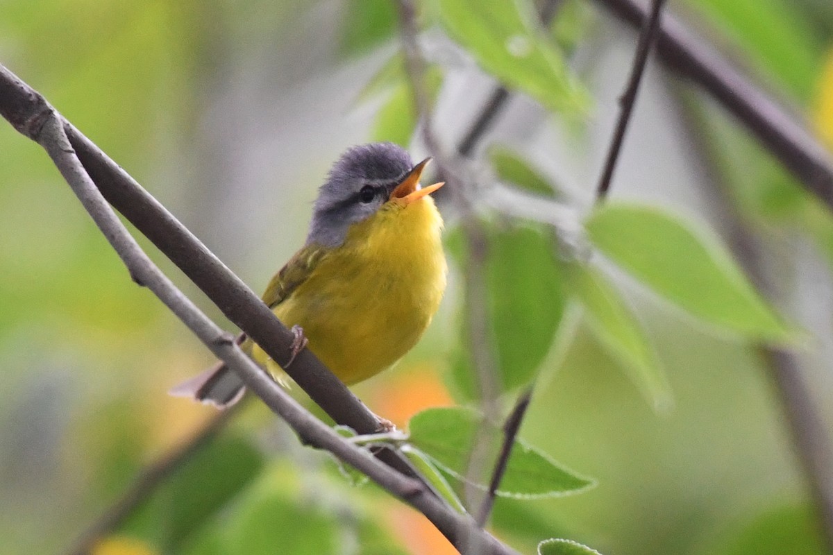 Gray-hooded Warbler - Bao ge