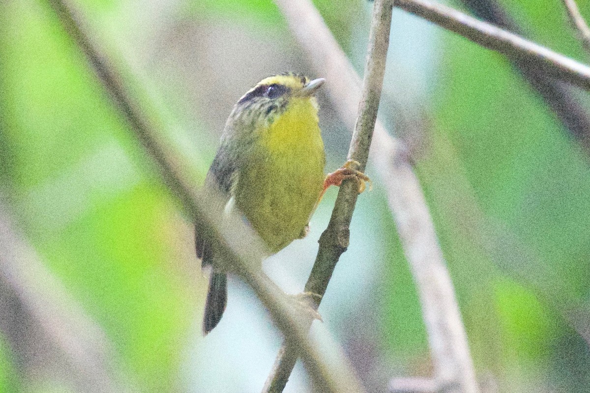 Yellow-throated Fulvetta - Bao ge