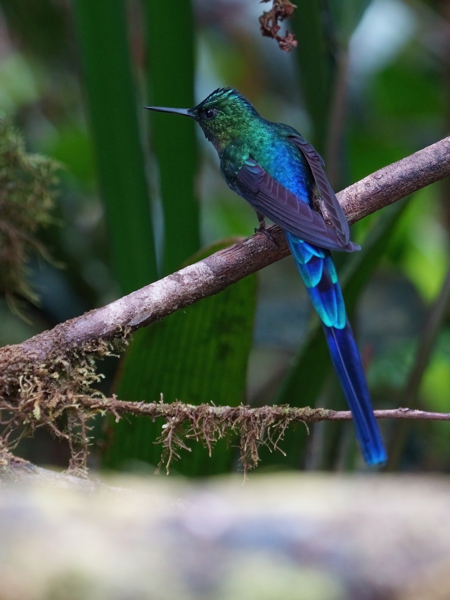 Violet-tailed Sylph - ML610548116
