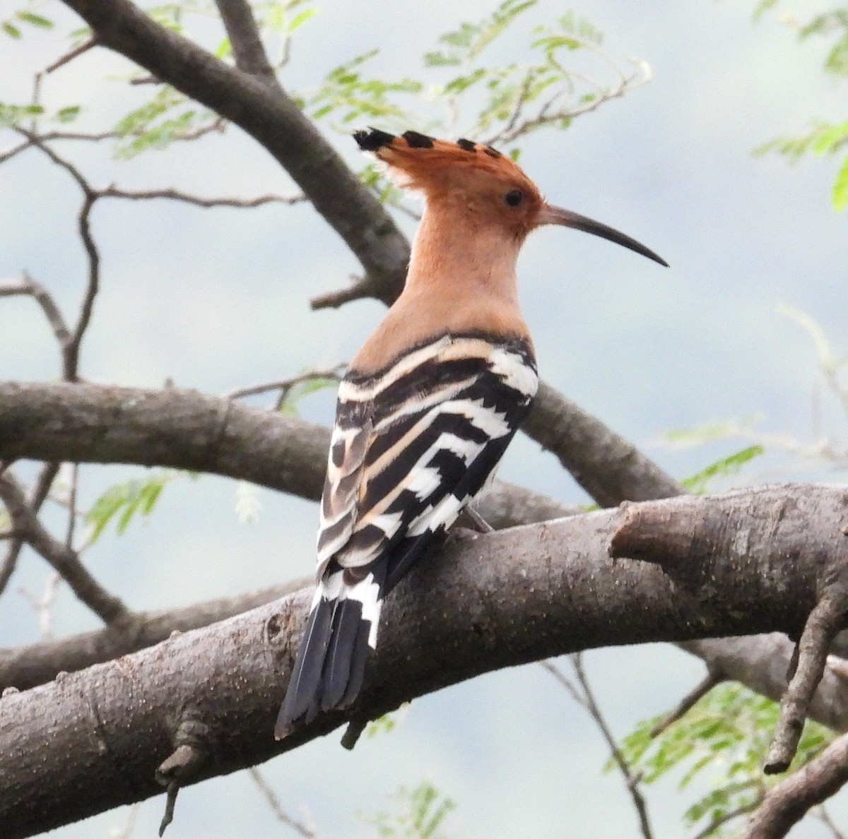 Eurasian Hoopoe - ML610548140