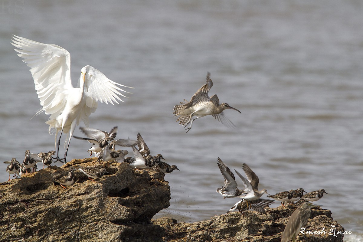 Whimbrel - ML610548181