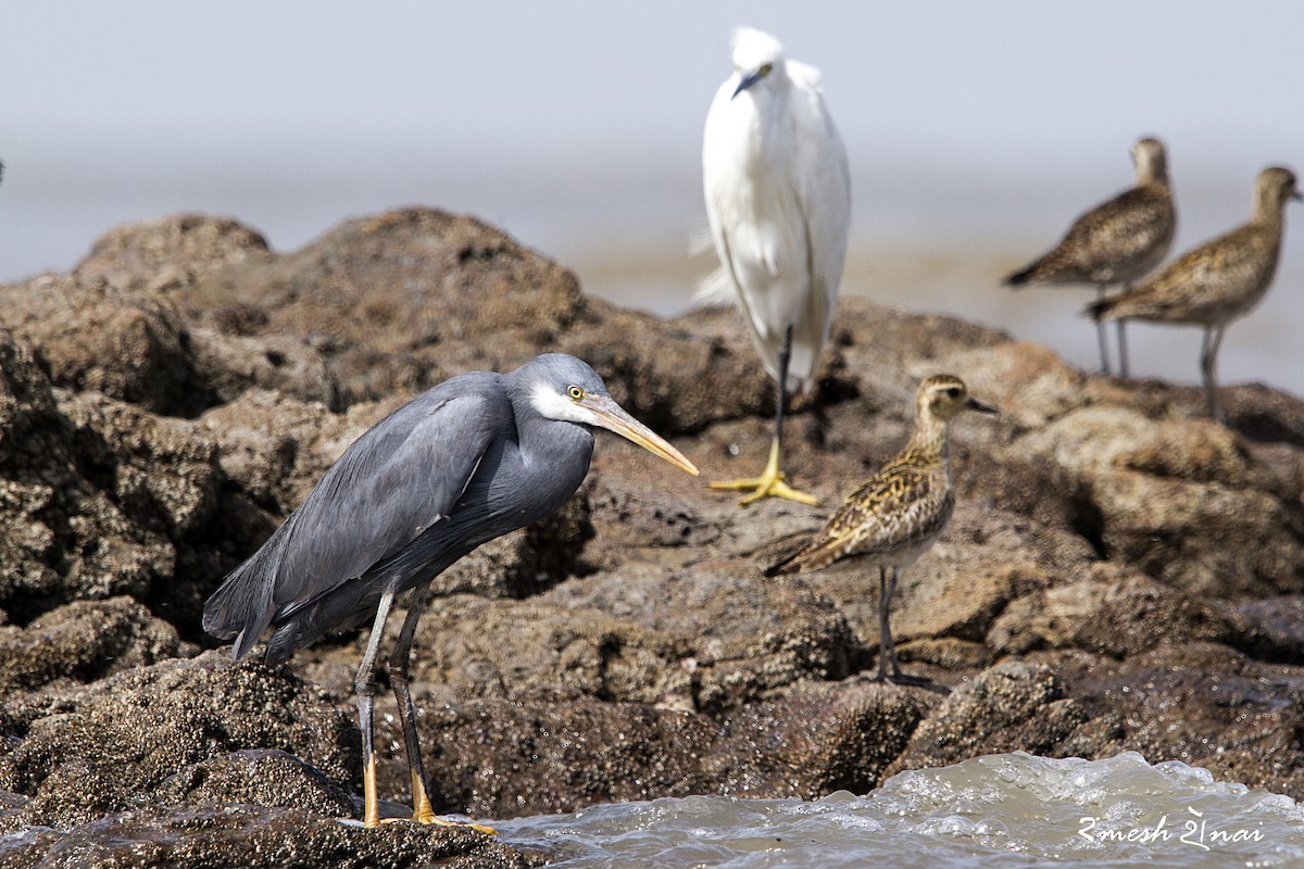 Western Reef-Heron - Ramesh Shenai