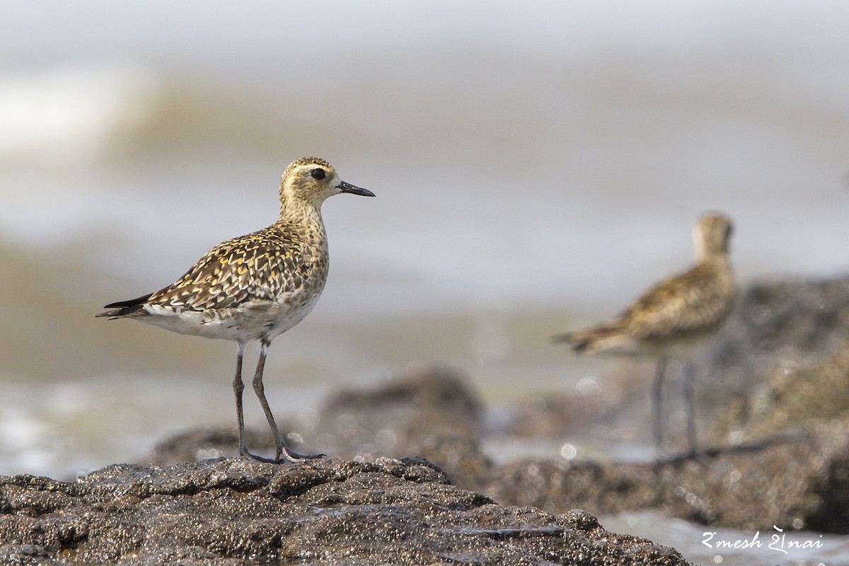 Pacific Golden-Plover - ML610548202