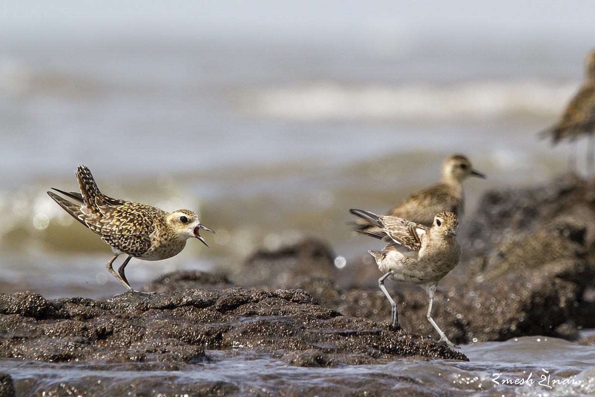 Pacific Golden-Plover - ML610548203