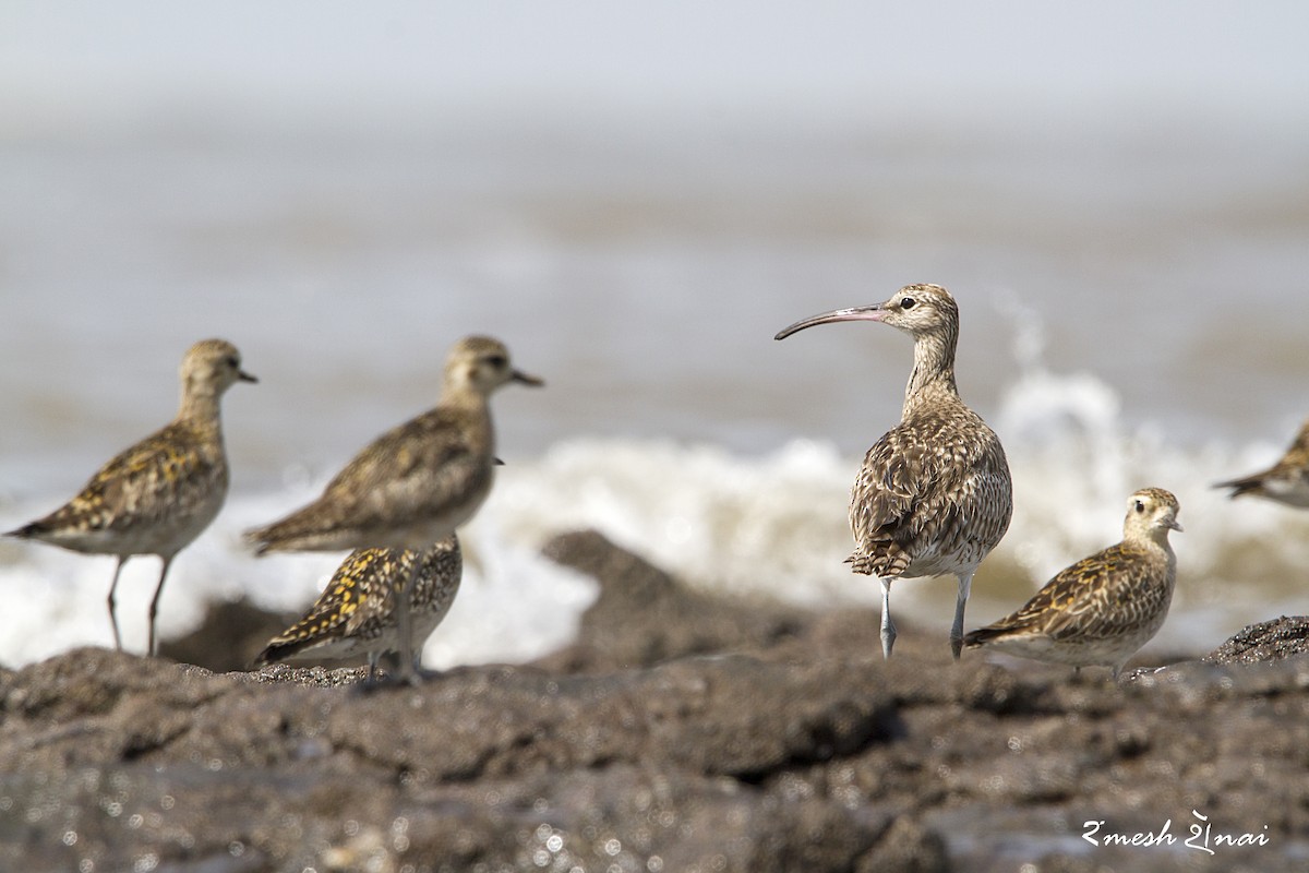 Whimbrel - ML610548214