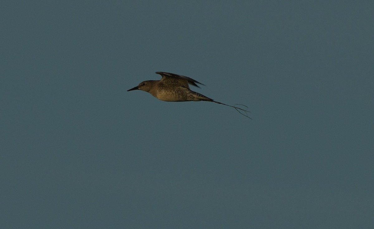 Red Knot - Andy Bankert