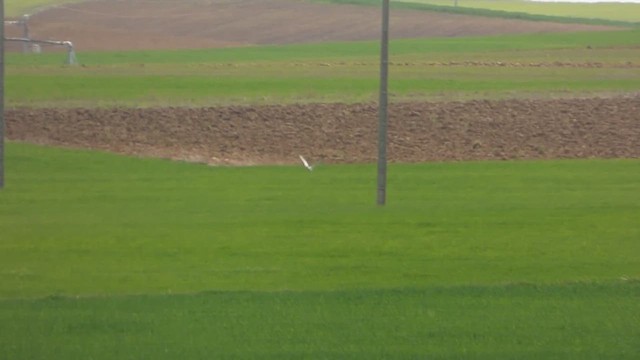 Pallid Harrier - ML610548322