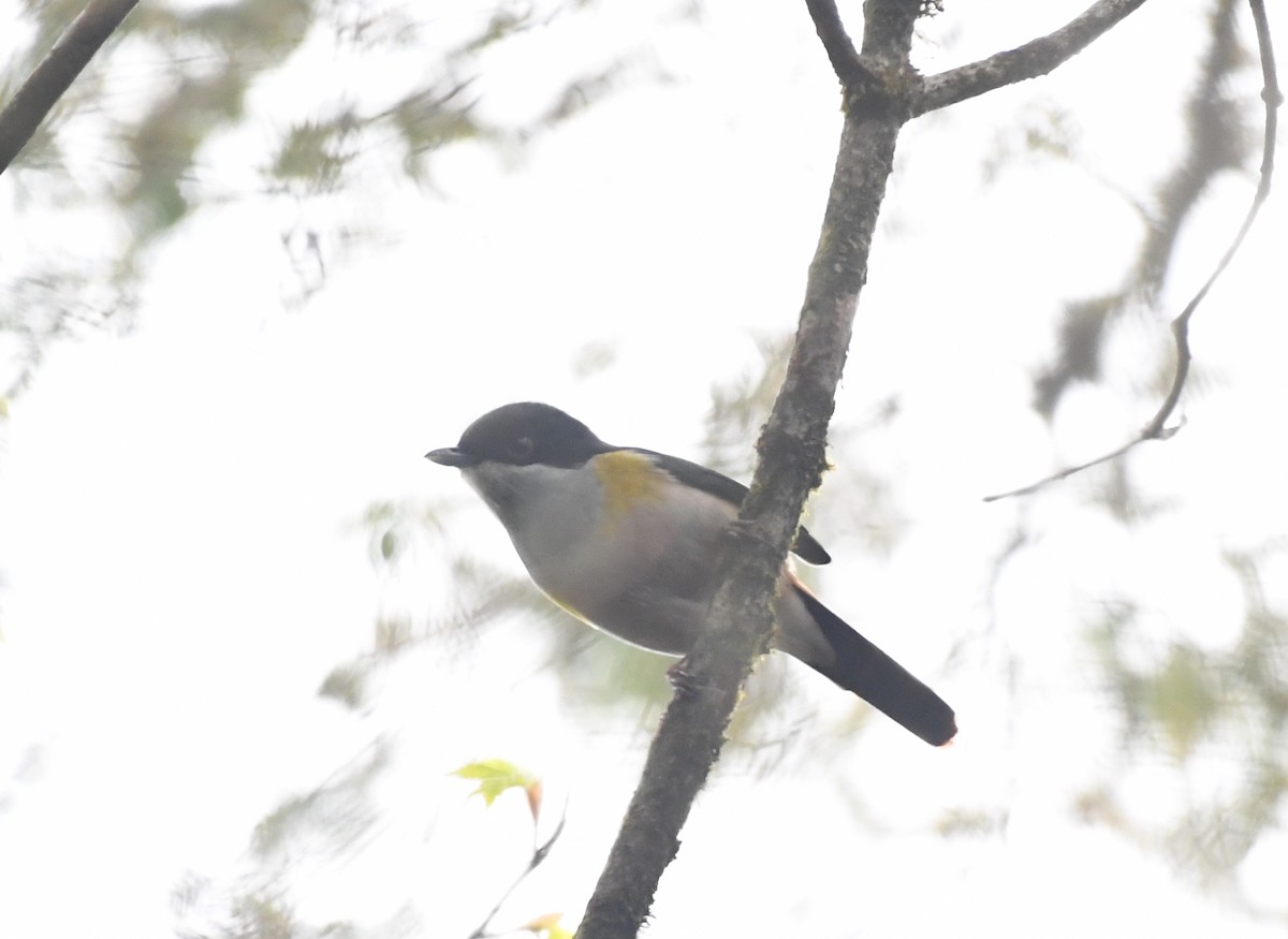 Black-headed Shrike-Babbler - Bao ge