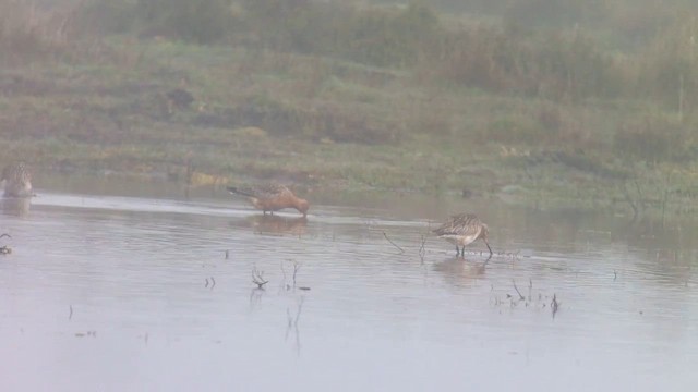 Bar-tailed Godwit - ML610548353