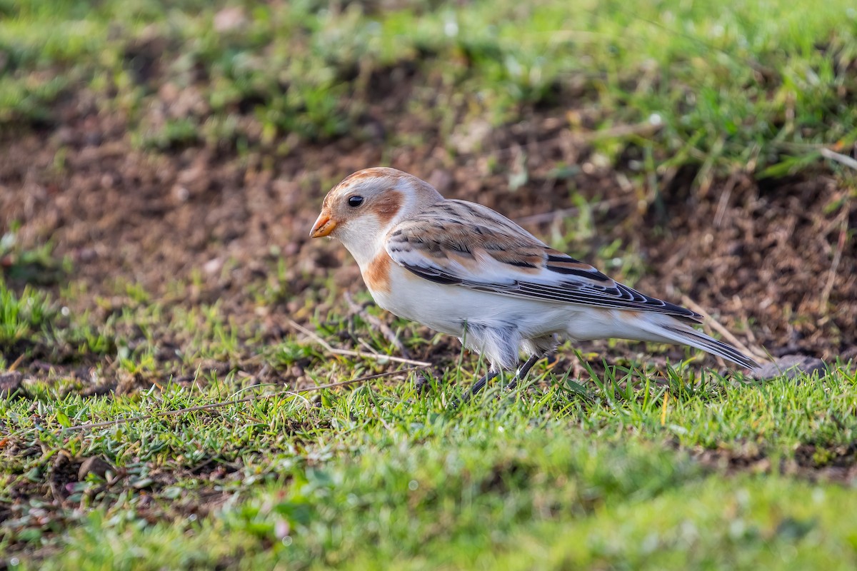 Snow Bunting - ML610548364