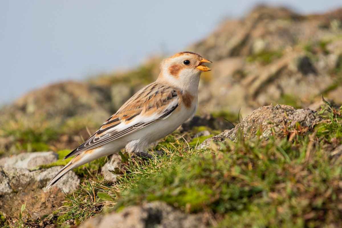 Snow Bunting - ML610548365