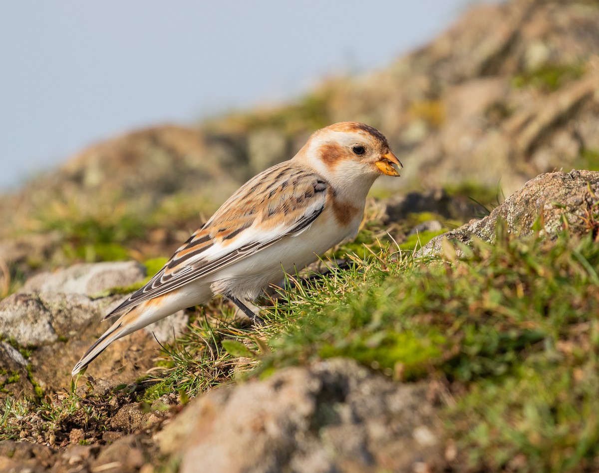 Snow Bunting - ML610548369