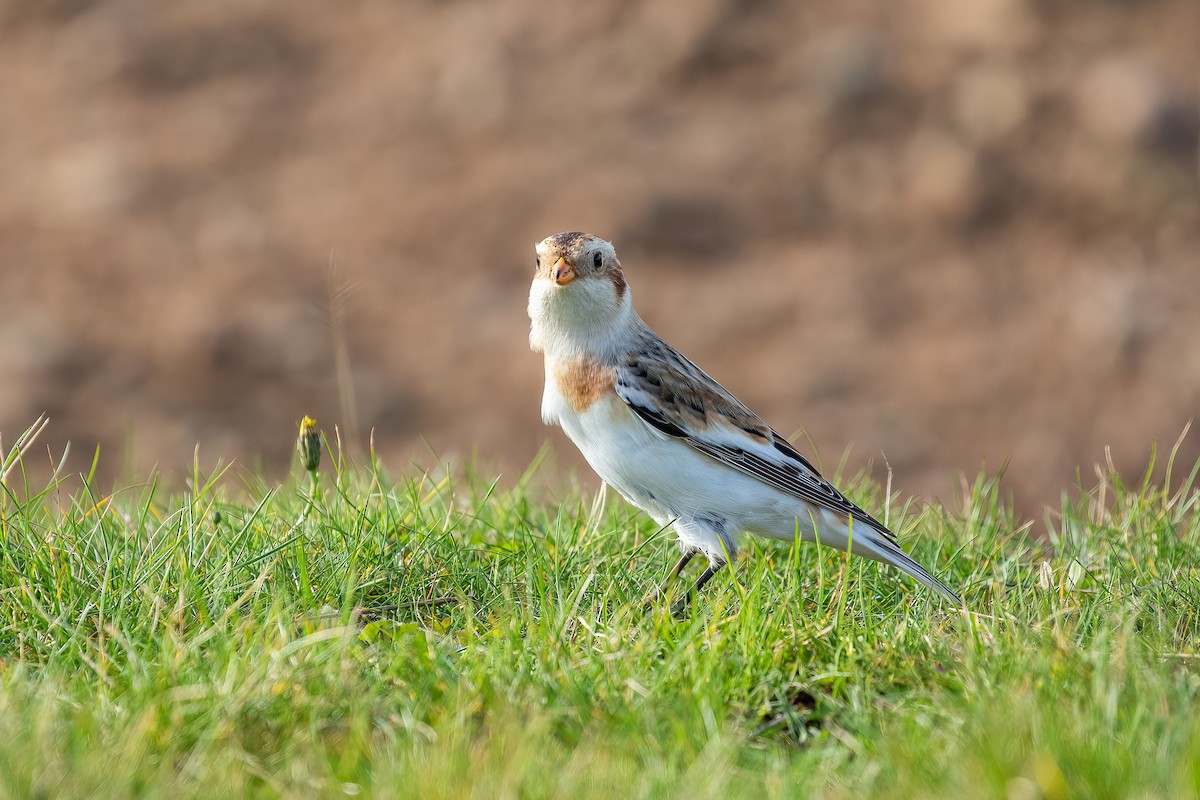 Snow Bunting - ML610548371