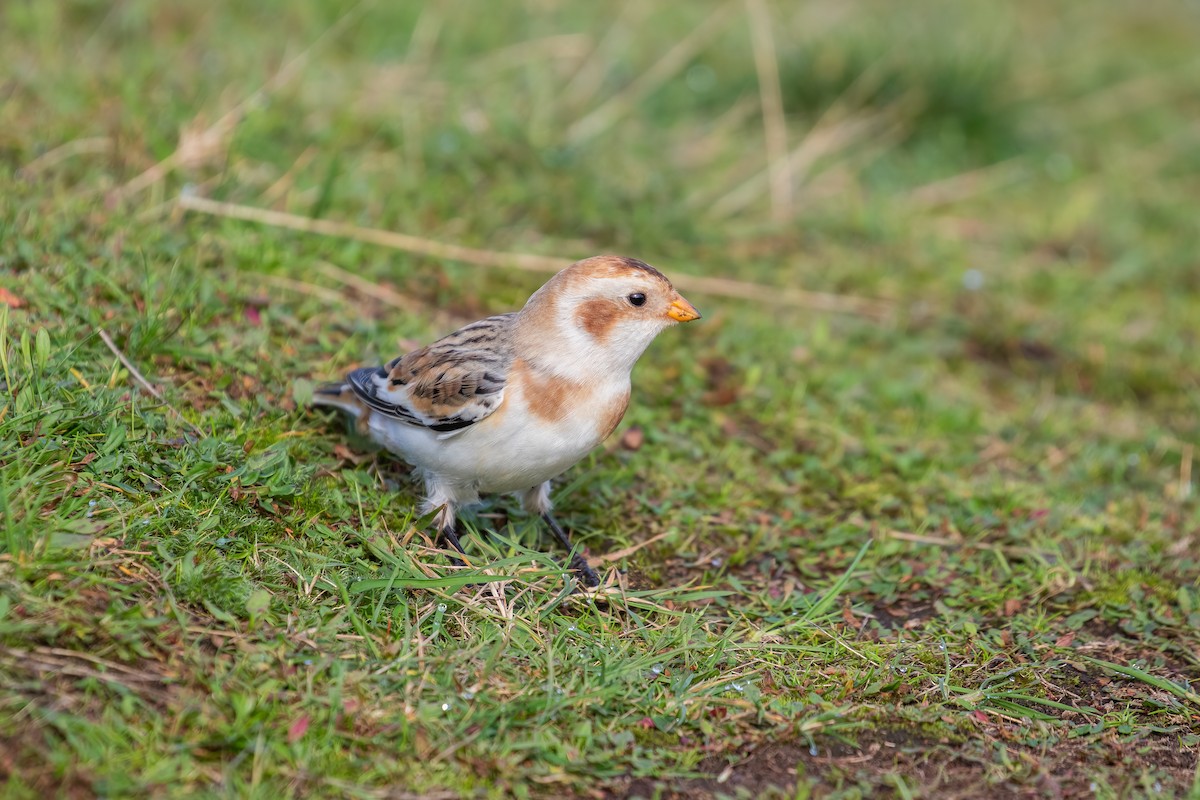 Snow Bunting - ML610548373