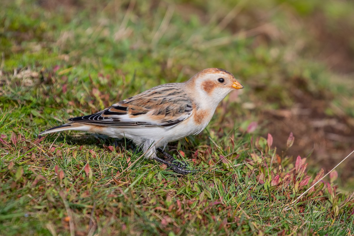 Snow Bunting - ML610548375