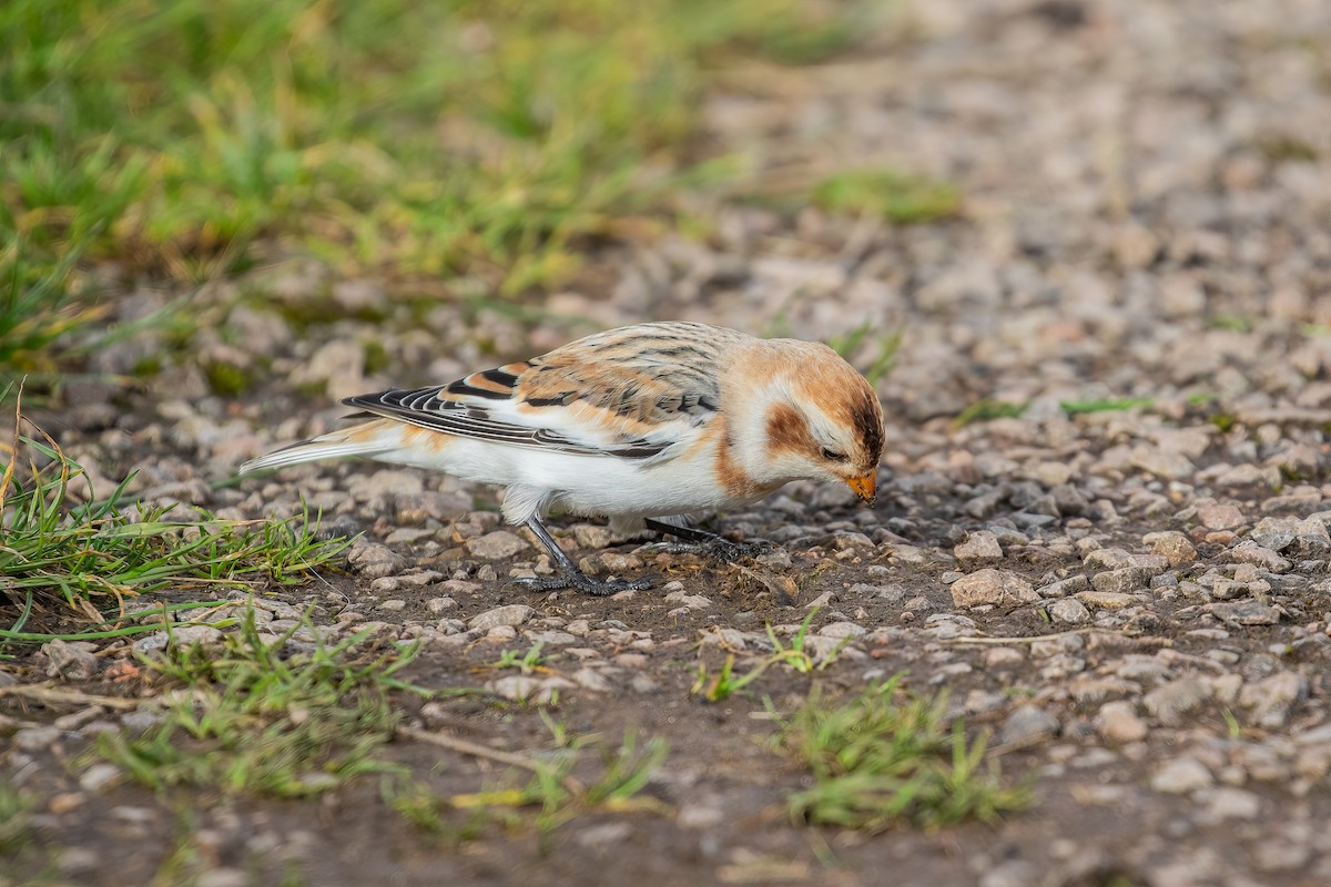 Snow Bunting - ML610548377