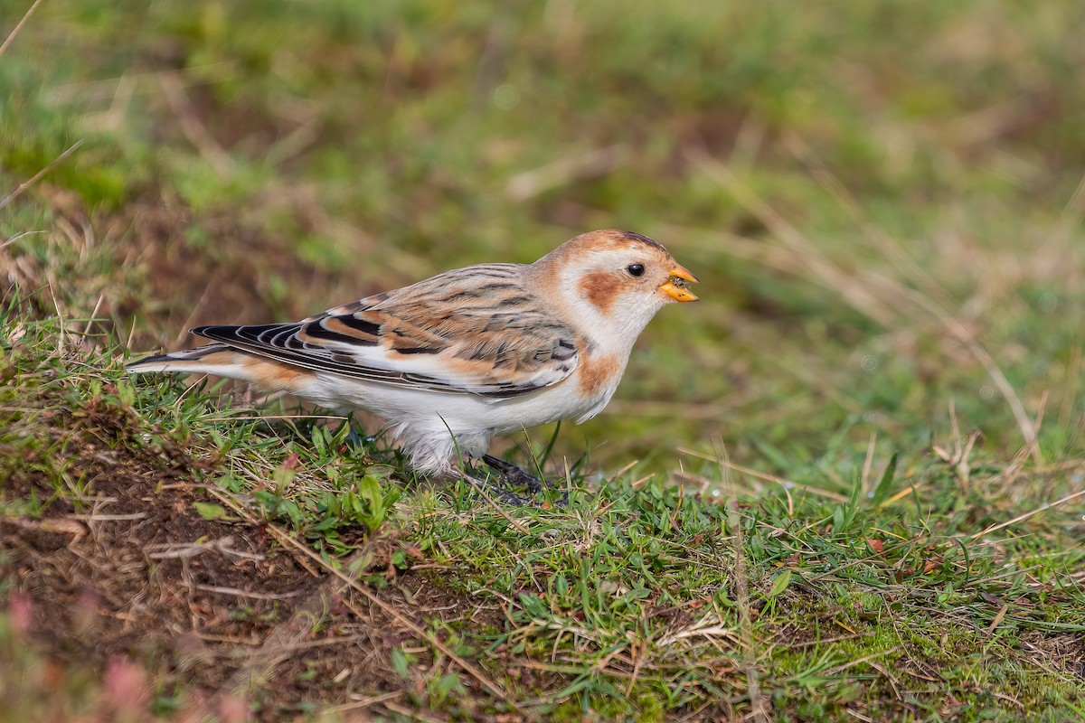 Snow Bunting - ML610548378