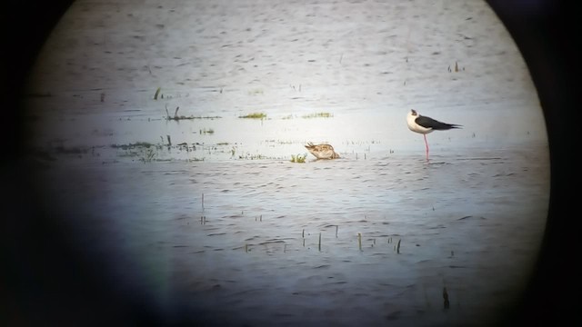 Long-billed Dowitcher - ML610548400