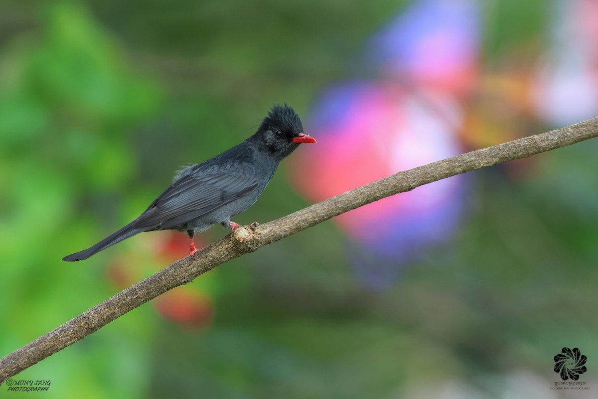 Black Bulbul - Mony Sang (SVC)