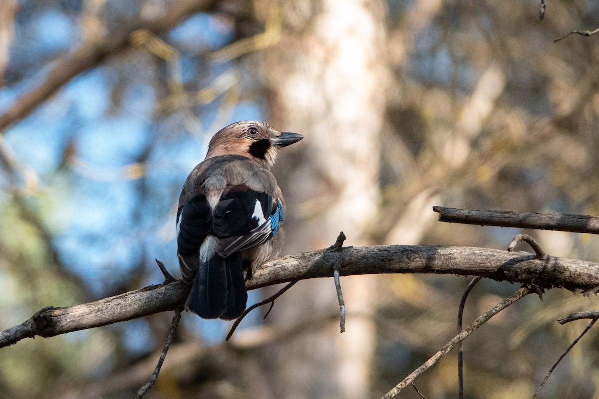 Eurasian Jay - ML610548438