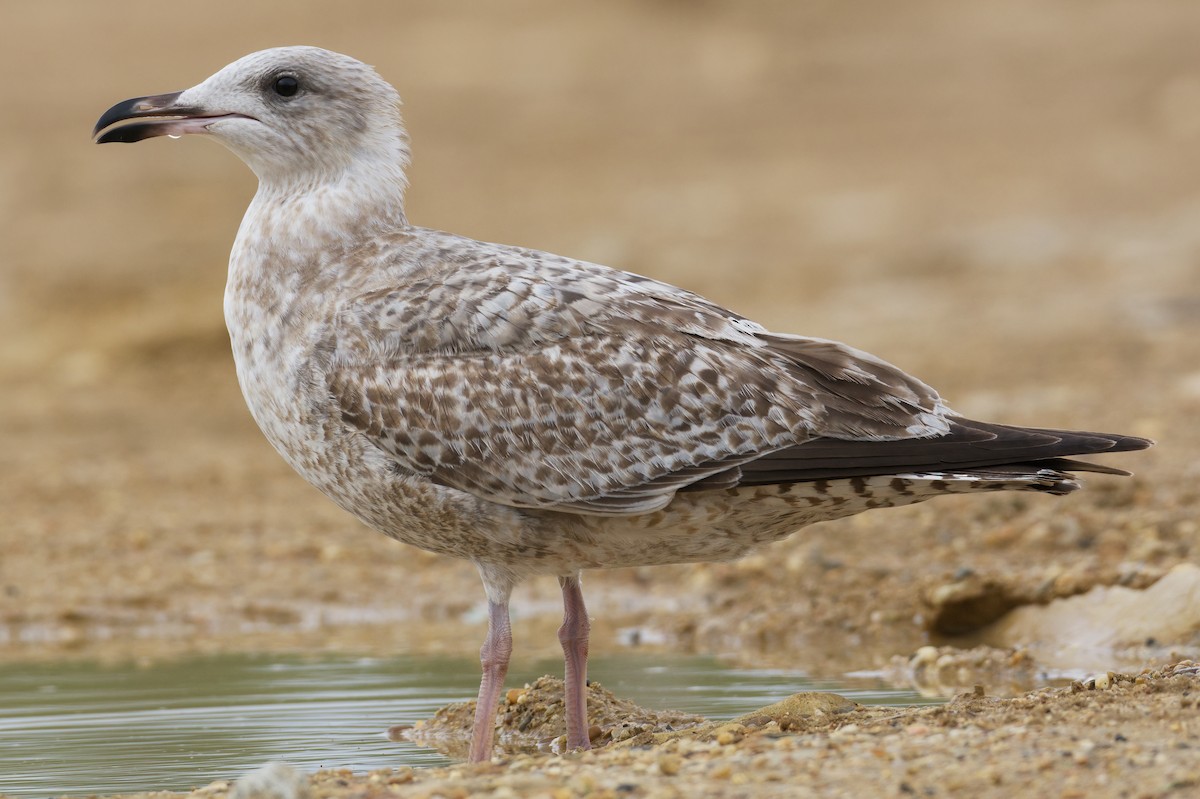 Herring Gull (European) - Vilhelm Fagerström