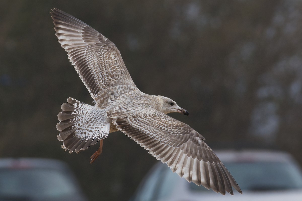 Herring Gull (European) - Vilhelm Fagerström