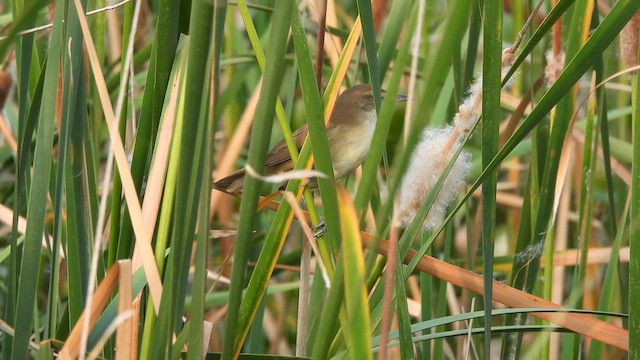 Clamorous Reed Warbler - ML610548464