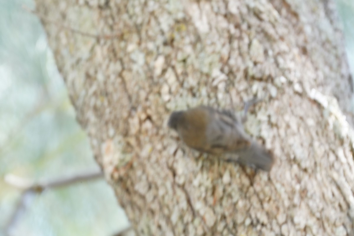 Red-browed Treecreeper - ML610548475