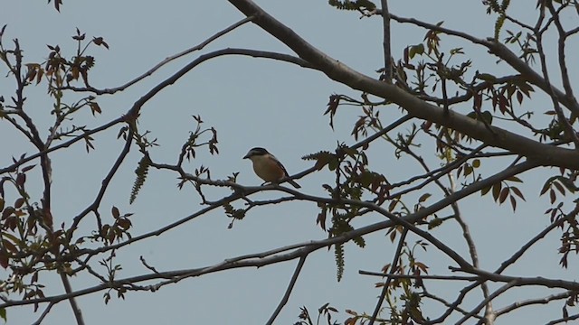 Masked Shrike - ML610548502