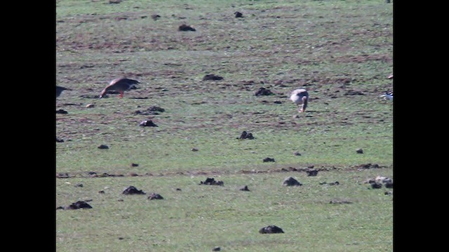 Tundra Bean-Goose - ML610548519