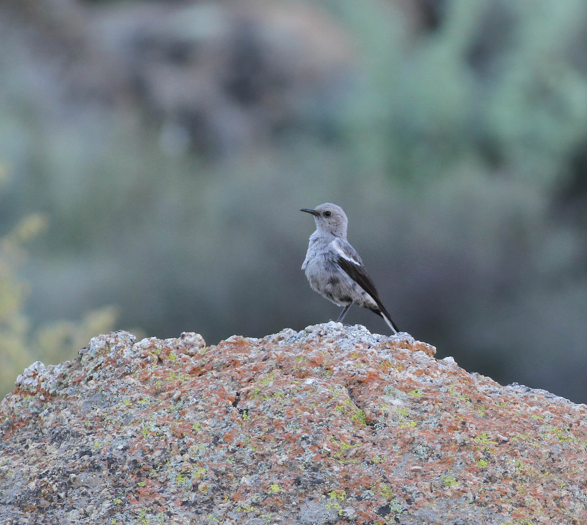 Mountain Wheatear - ML610548530