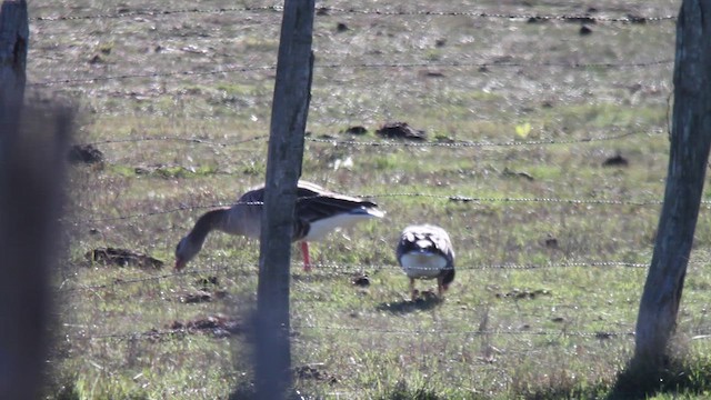 Lesser White-fronted Goose - ML610548535