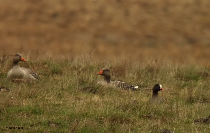 Lesser White-fronted Goose - ML610548558