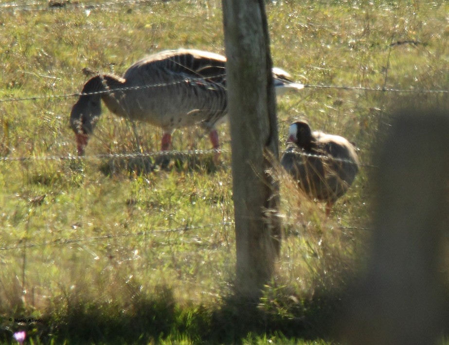 Lesser White-fronted Goose - ML610548559