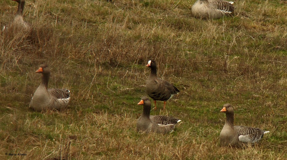 Lesser White-fronted Goose - ML610548560