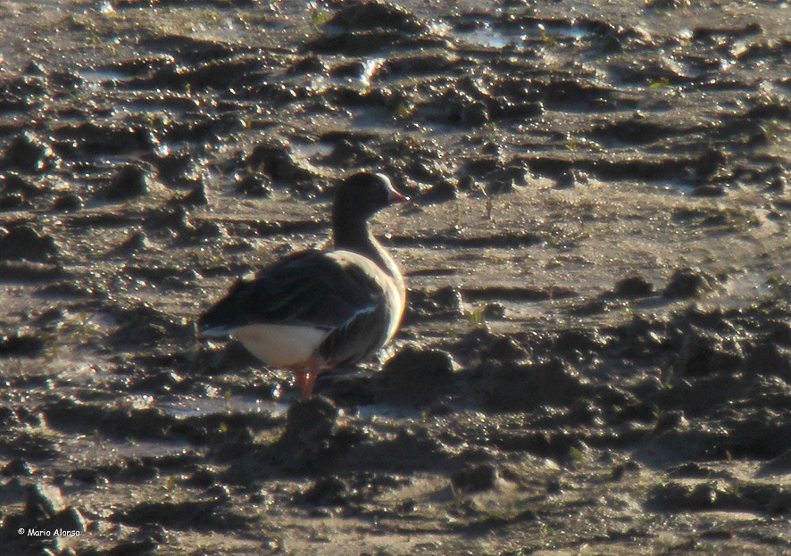 Lesser White-fronted Goose - ML610548561